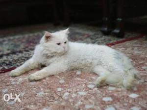Persian cat male, vaccination n dewormed done,
