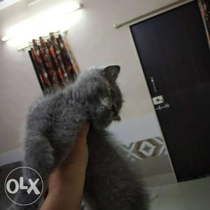 Persian cat male yellow semi punch n female grey 45 days old