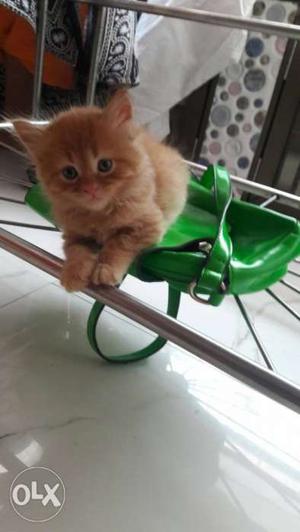 Persian cat of 1•5 months old at just RS 
