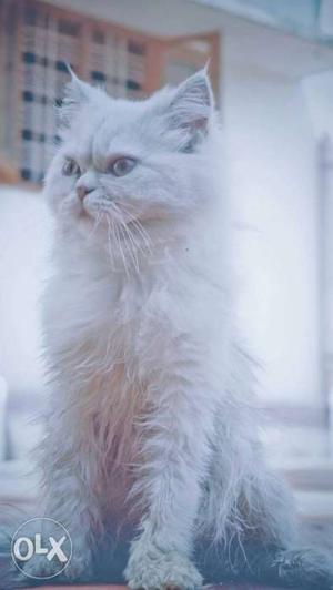Persian cat semi punch 6 months old