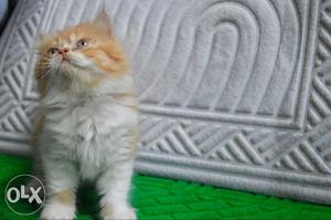 Persian cat(punch)for sale. High quality breed DM