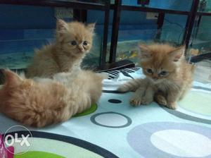 Persian cats available for sale.
