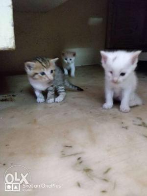 Persian cross kitten for sale..