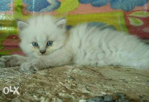Persian doll face, blue eyes,pure breed