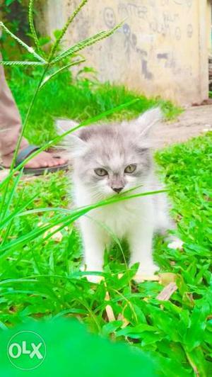 Persian female cat 50 days age call.