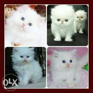 Persian kitten all colors available for sell