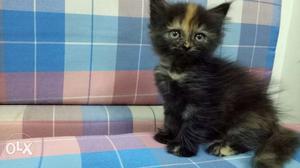 Persian kitten available for sell at affordable