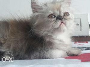 Persian kitten female 50days old