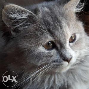 Persian kitten in mumbai. grey color, female cat,
