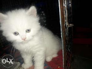 Persian kittens 2 white and grey 2 months