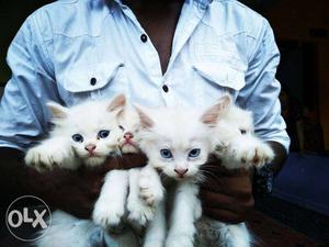 Persian kittens for sale 2 male 2 female blue