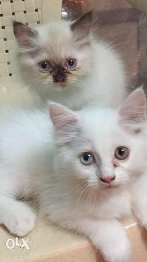 Persian kittens for sale, pure white kitten with