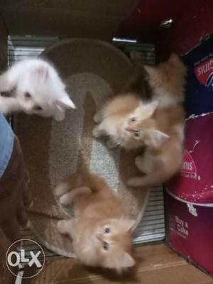Persian kittens sale byculla rs each