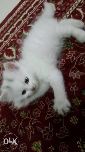 Persian kittens super fur quality for sale