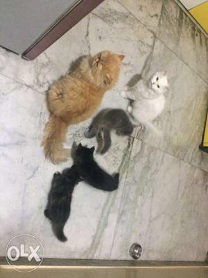 Persian kittnes for sell.. healty persian kittens