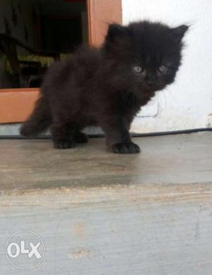 Persian male 2months old for sale