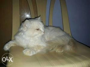 Persian male cat