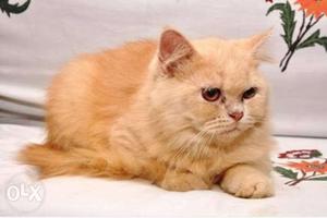 Persian male cat of 1 year age. Selling as i am