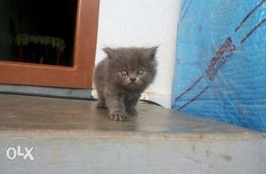 Persian male kitten 2months old for sale