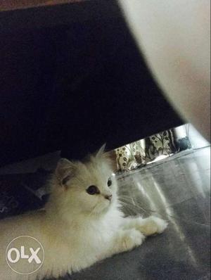 Persian white kitten one year old male very play