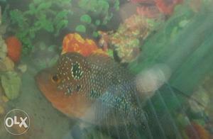 Pink And White Flowerhorn Fish with female parrat fish 