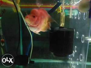 Pink And Yellow Flowerhorn Chichlid