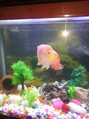 Pinkh flron fish 6 inches size