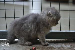 Prison cat kitten Grey Kitten(55 days)