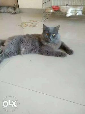 Proven grey male 1 yr 6 months old...loving n