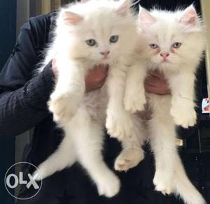 Punch Face white persian kittens 2.3 months OLD.