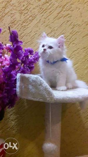 Punch face cute baby Persian cats sale all over