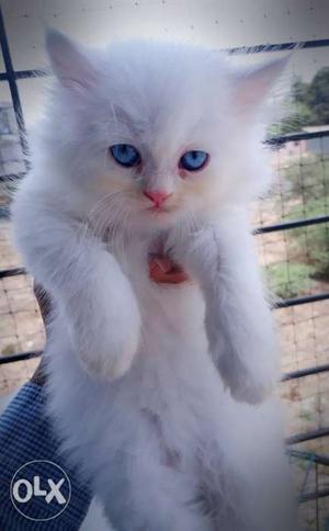 Pure Blue Eye Super Healthy Snow White Persians Kittens Pair