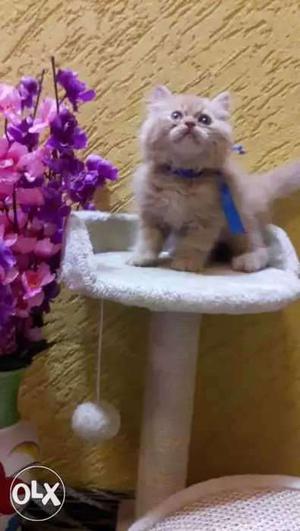 Pure Persian cat healthy active and frndly