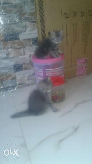 Pure Persian kittens male female both 