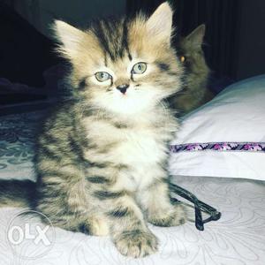 Pure Persian semi punched face,cute and very