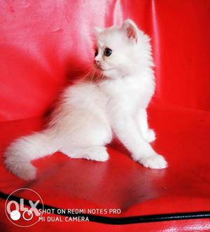 Pure blood line Persian female kitten, 1 month 15 days