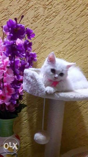 Pure breed healthy traind baby persian cats
