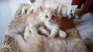 Pure breed male persian cat doll faced 4 months old.