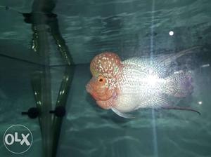 Pure chilli Red Dragon Flowerhorn for sale at