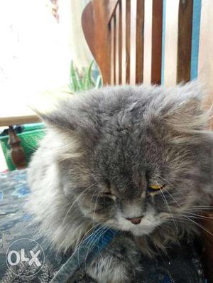 Pure male Persian cat 1 year old