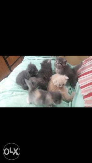 Pure persian breed 3 grey 1 fawn double coat 55