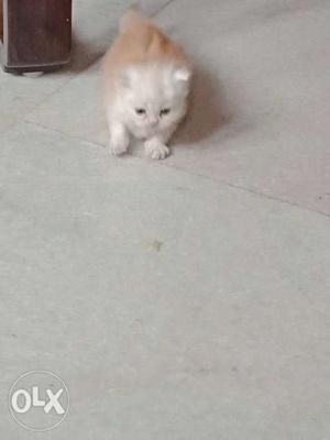 Pure persian kitten 1 month old