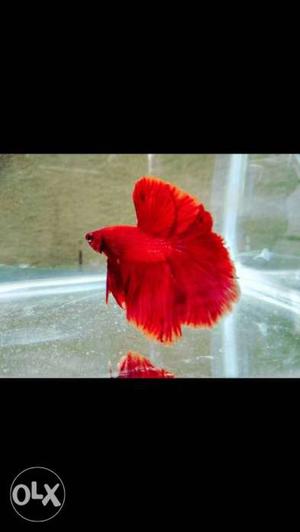 Pure red breeding pairs for sales