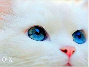 Pure white blue eyes Pershian kittens this prize
