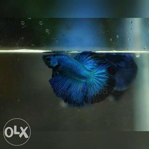 Quality bluish green hm betta males only and pair