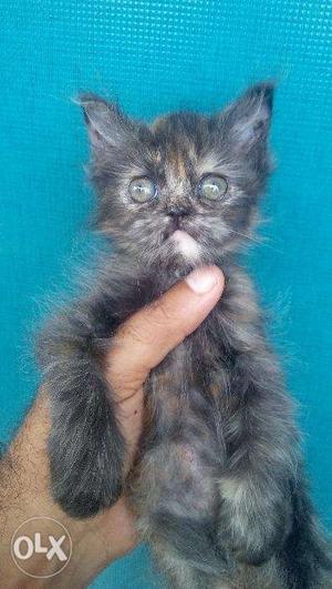 Qute face long fur baby Persian cats