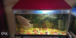 Rectangular Fish Tank