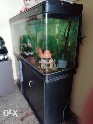Rectangular Fish Tank With Black Frames