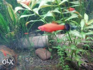 Red And Black swordtail Fish for sell... 10 fishes 50 rs.