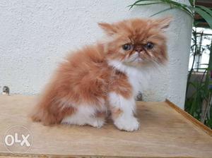 Red And White Persian male Kitten
